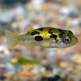 Indian Dwarf Pea Puffer
