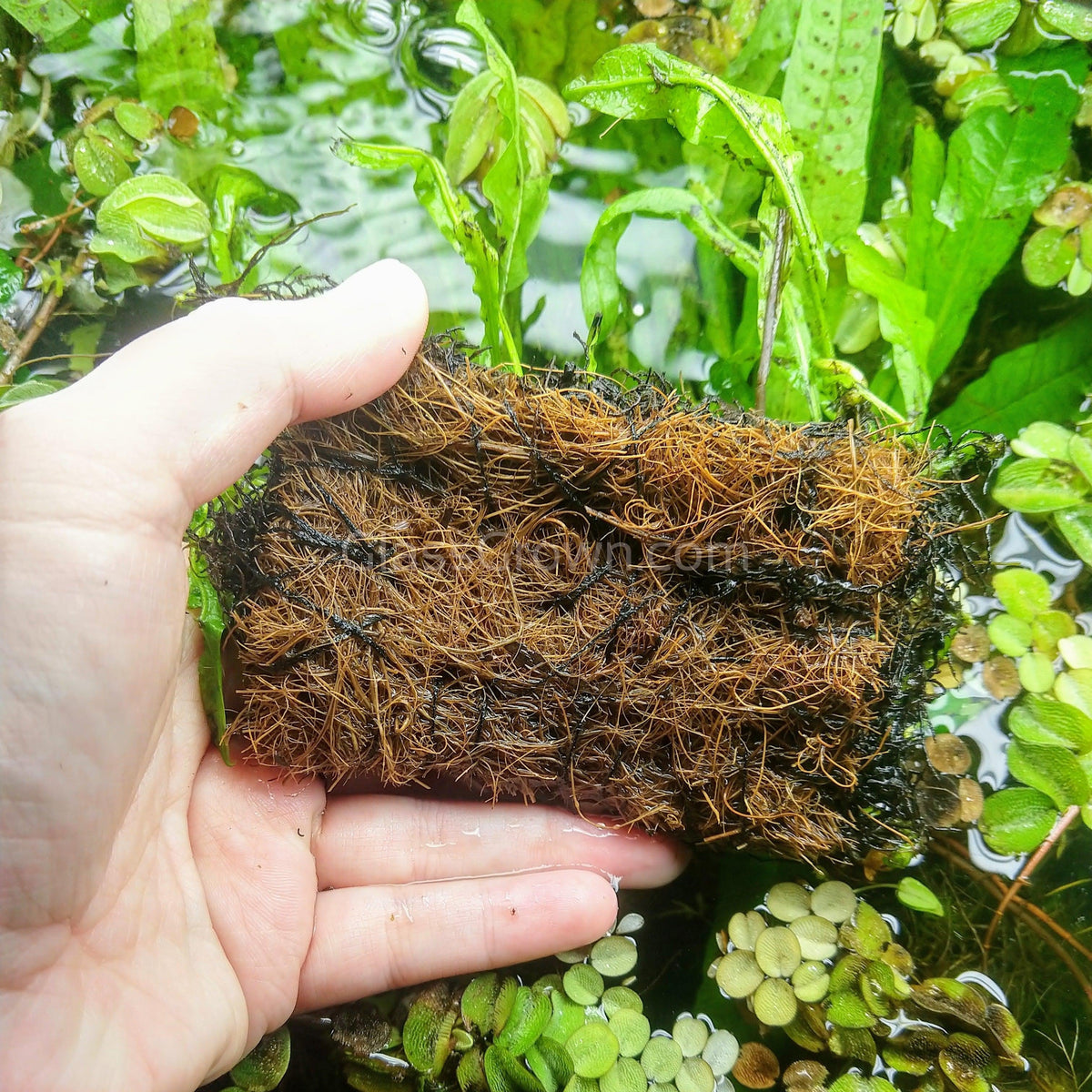 Java Fern
