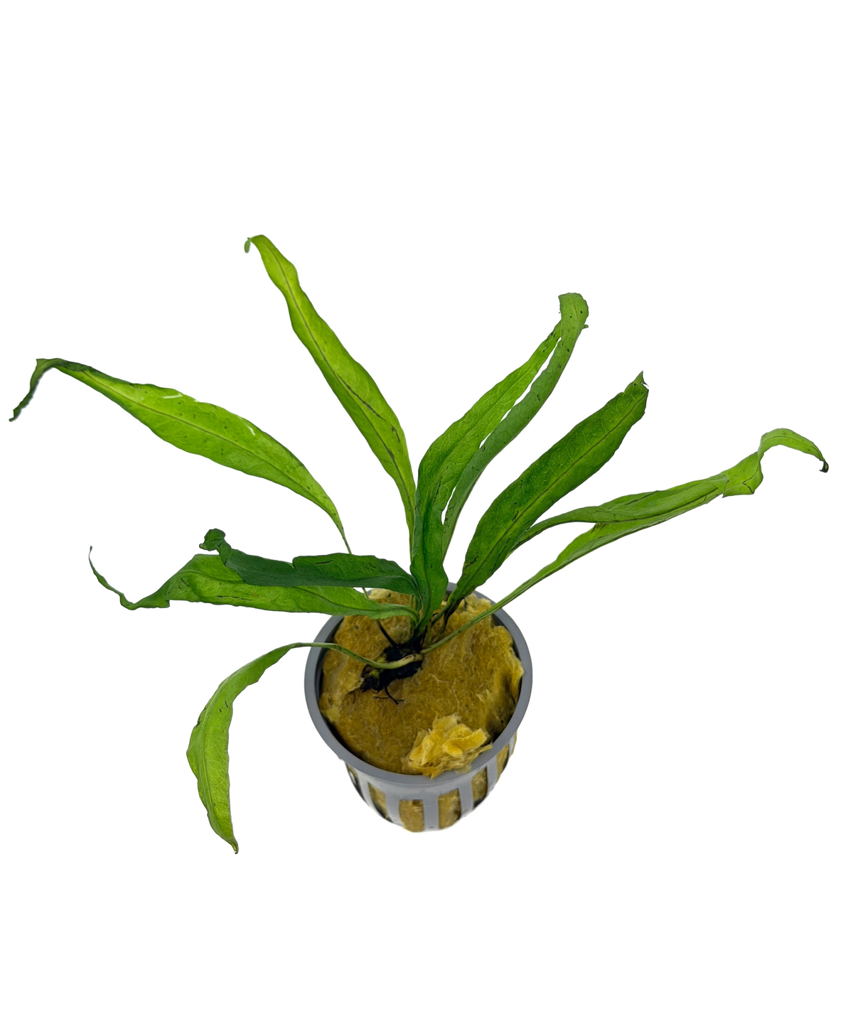 Java Fern | Microsorum Pteropus