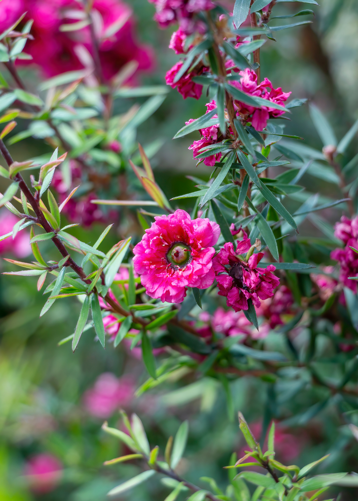 New Zealand Tea Tree Shrub, Aromatic, Medicinal, Leptospermum scoparium, Manuka, Evergreen Plant