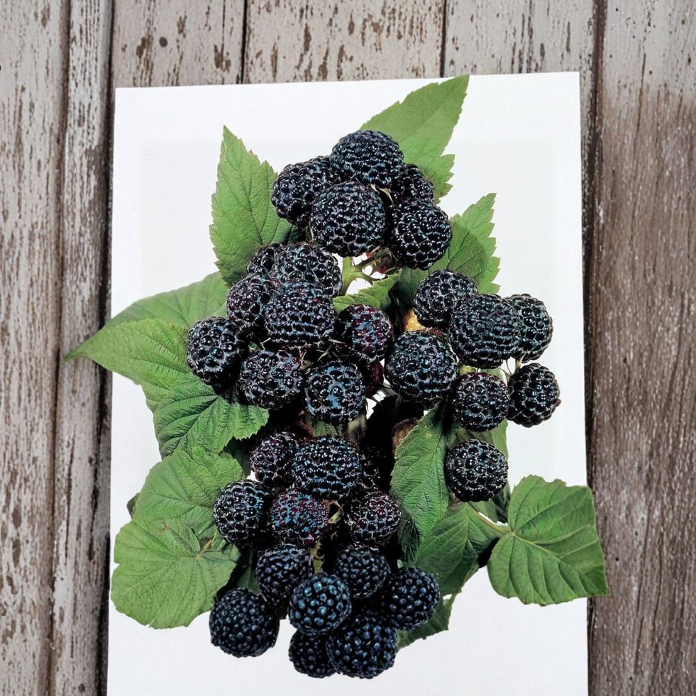 Jewel Black Raspberry Live Rooted Plant | Large Sweet Black Berries | Zones 4-8