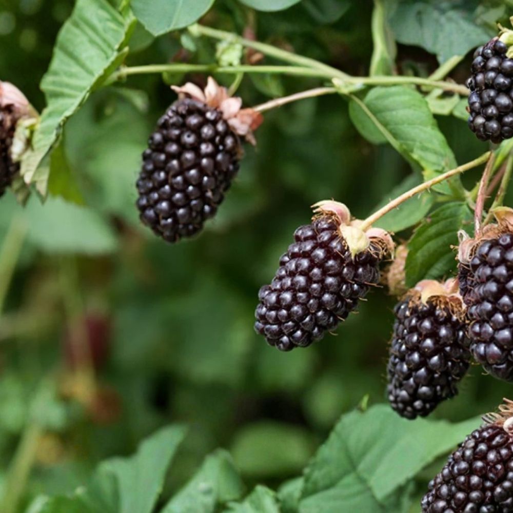 Boysenberry Plant – Live Rooted Berry Vine | Large Sweet-Tart Hybrid Berries | Zones 5–10