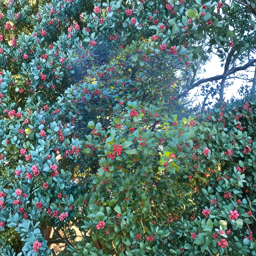 Cave Hill American Holly - Live Female Evergreen Holly in 1 Gallon Pot | Ilex opaca | Hardy Landscape Shrub