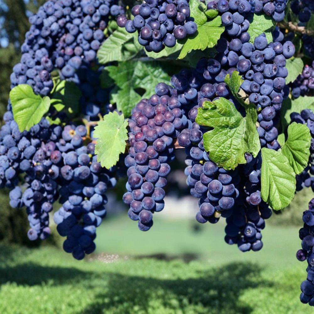 Glenora Seedless Grape Plant – Vitis labrusca Live Vine in Nursery Pot