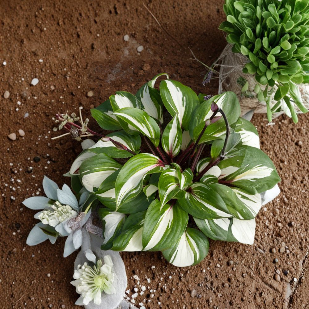 Raspberry Sundae Hosta – Variegated Shade Perennial with Raspberry Red Stems | Bare Root #1 Division Starter