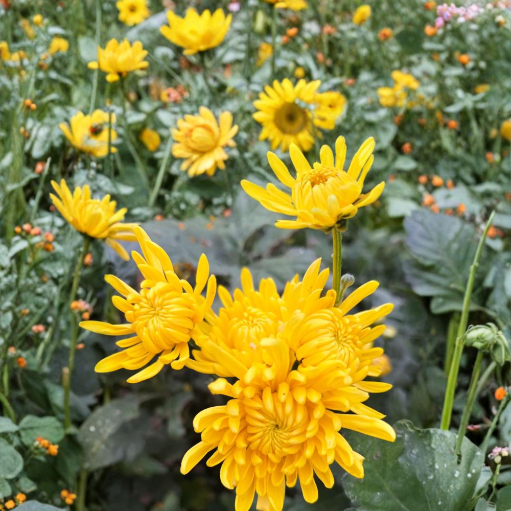 Japanese Golden Crown Mum Plant – Chrysanthemum Live Perennial Flower with Large Golden Blooms