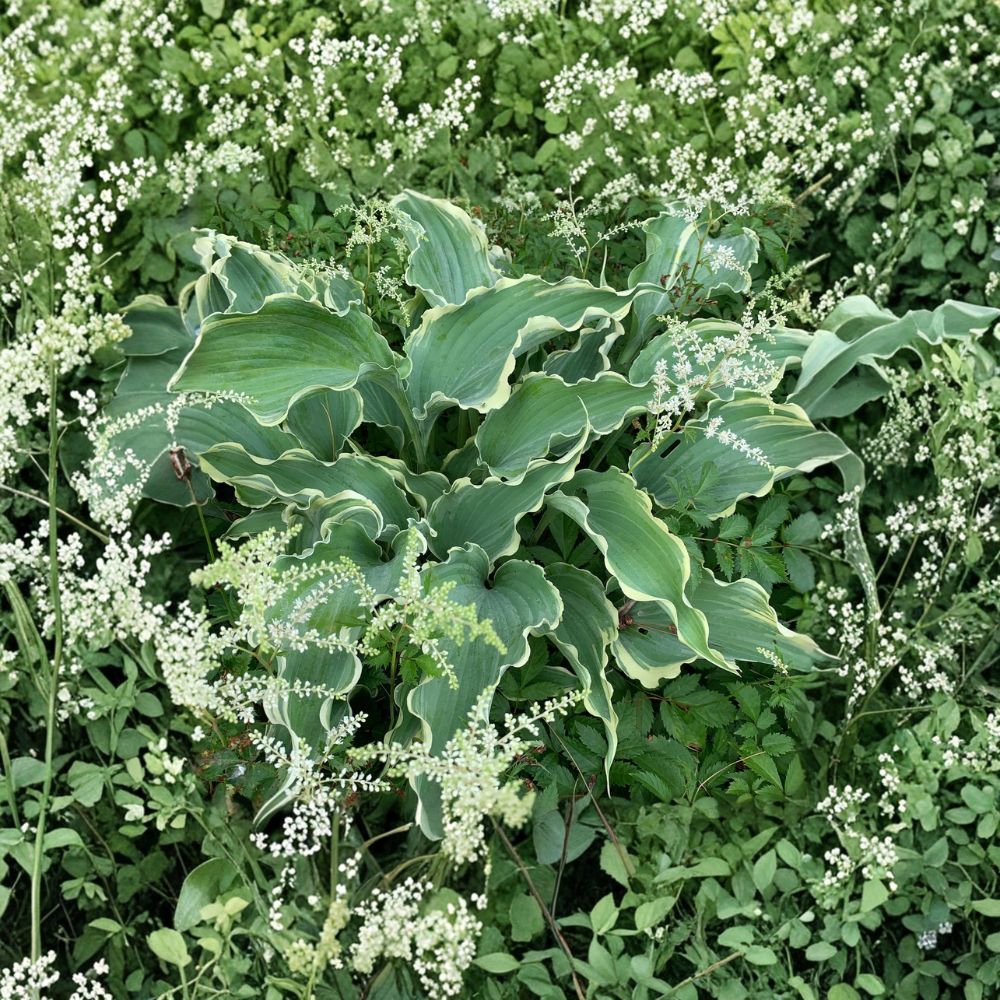 Dancing in the Moonlight Hosta – Bare Root Shade Perennial with Ruffled Blue Variegated Foliage