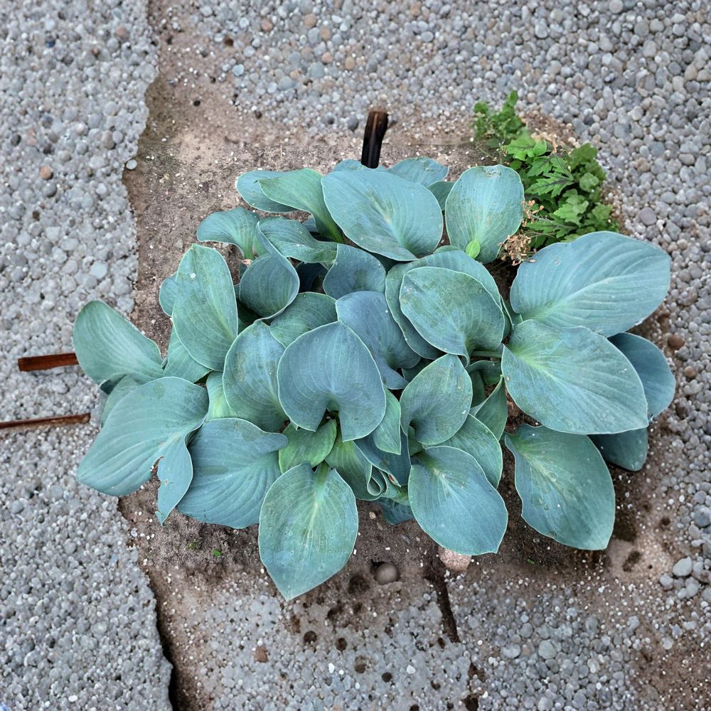 Silver Bullet Hosta – Bare Root Shade Perennial with Thick Blue Foliage | Slug Resistant
