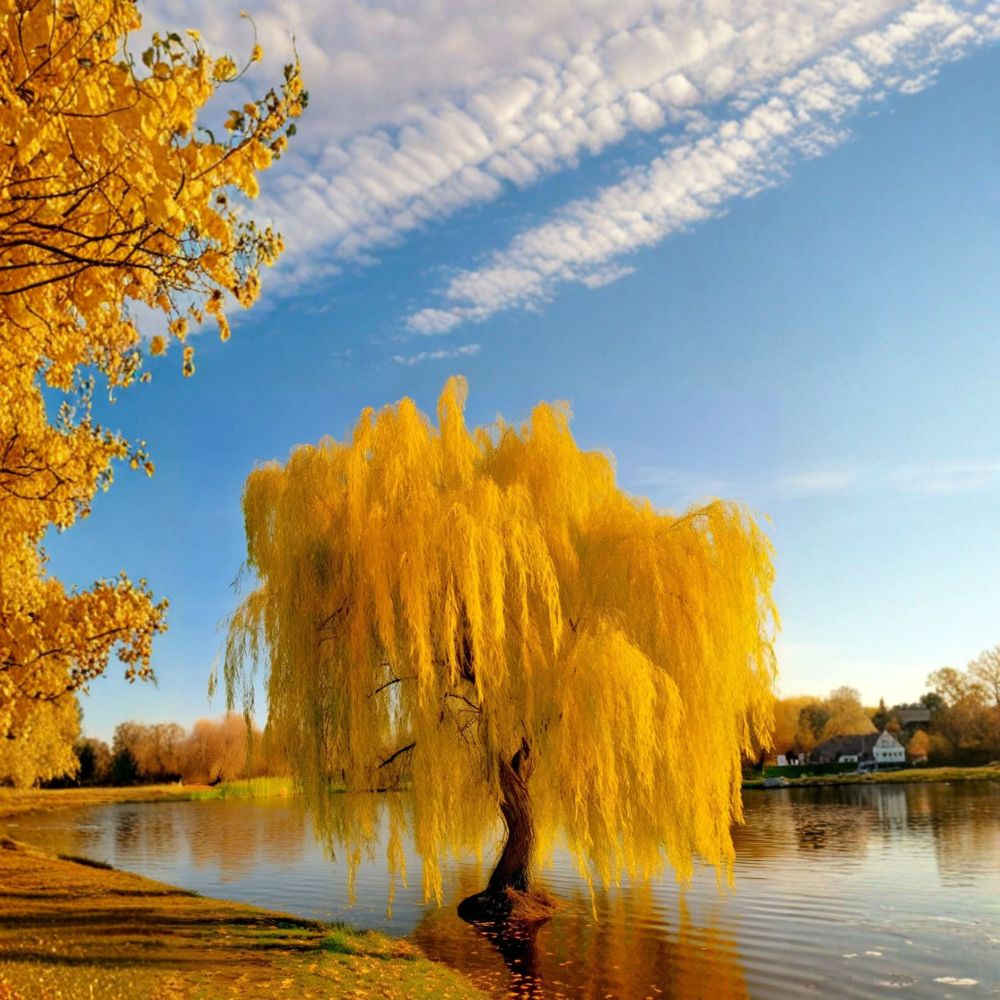 Golden Weeping Willow Tree – Salix alba ‘Tristis’ Live Plant in Nursery Pot | Fast Growing Ornamental Willow for Garden & Bonsai