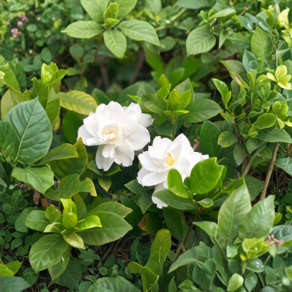White Gardenia Jasminoides Live Plant | Fragrant Cape Jasmine Shrub in Nursery Pot