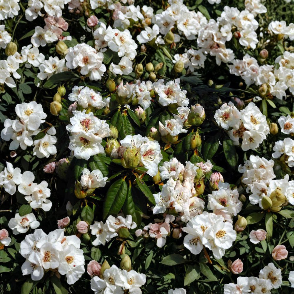 Rhododendron ‘Harvest Moon’ Evergreen Shrub | White Flowers with Red Blotch | Hardy Landscape Plant in #2 Container