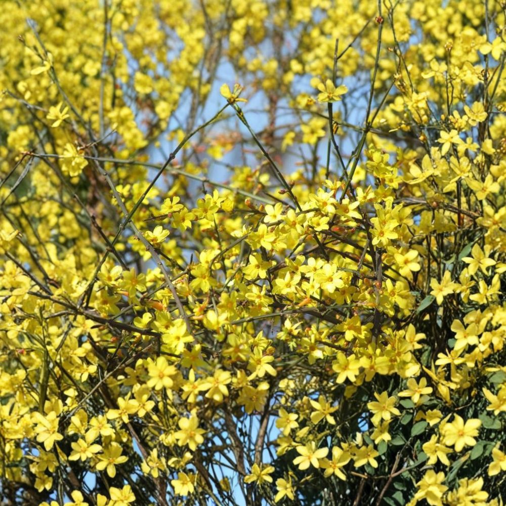 Winter Jasmine Jasminum nudiflorum Live Plant | 1 Gallon Nursery Pot Bonsai Starter | Early Yellow Blooming Vine