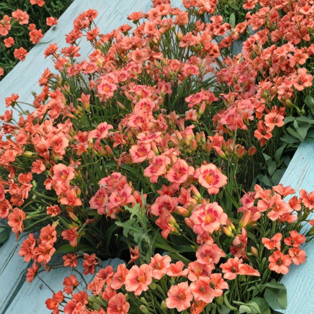 Strawberry Candy Daylily – 3 Live Bare Root Plants | Award Winning Pink Hemerocallis Perennial