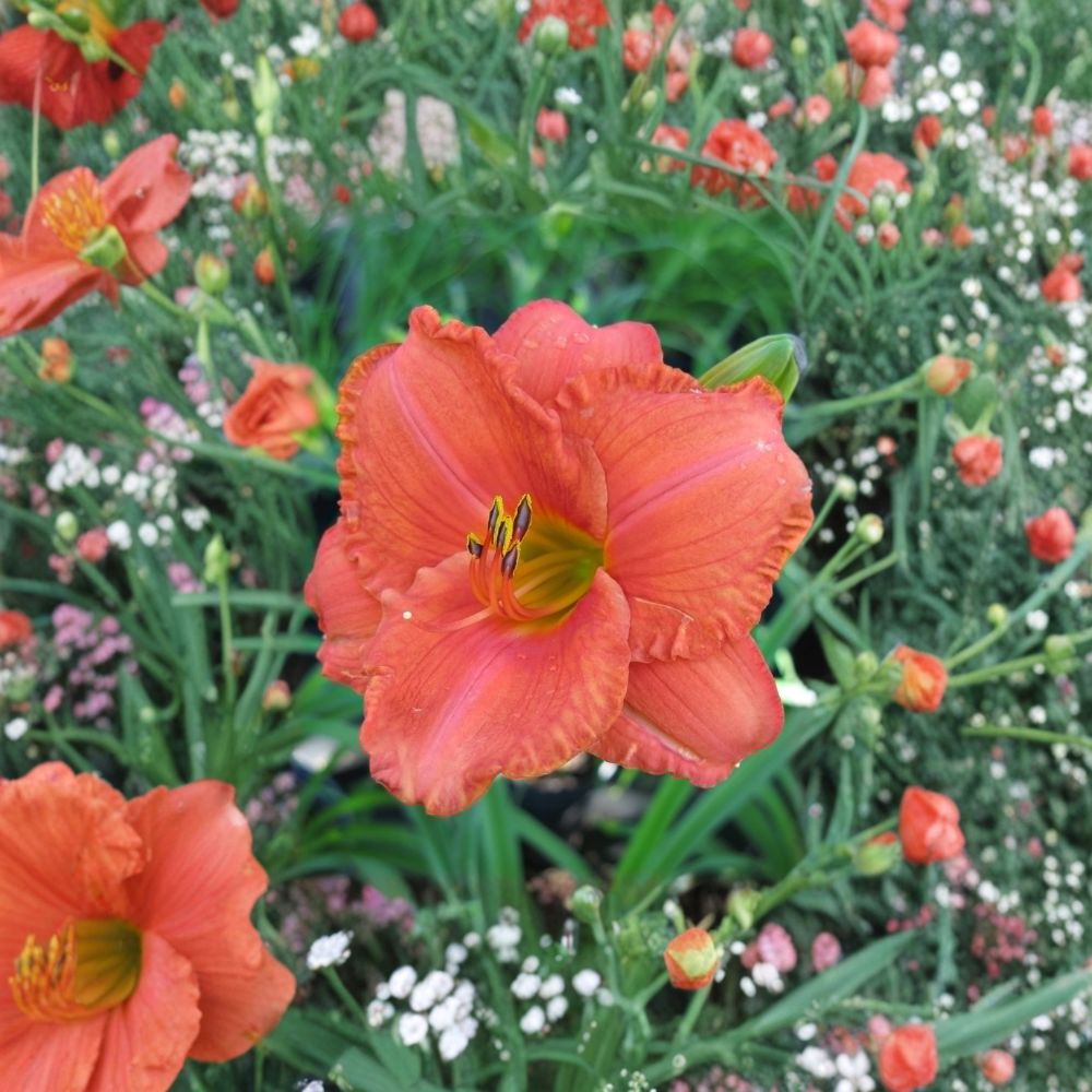 South Seas Daylily - 3 Live Bare Root Plants | Coral Pink Fragrant Perennial Hemerocallis