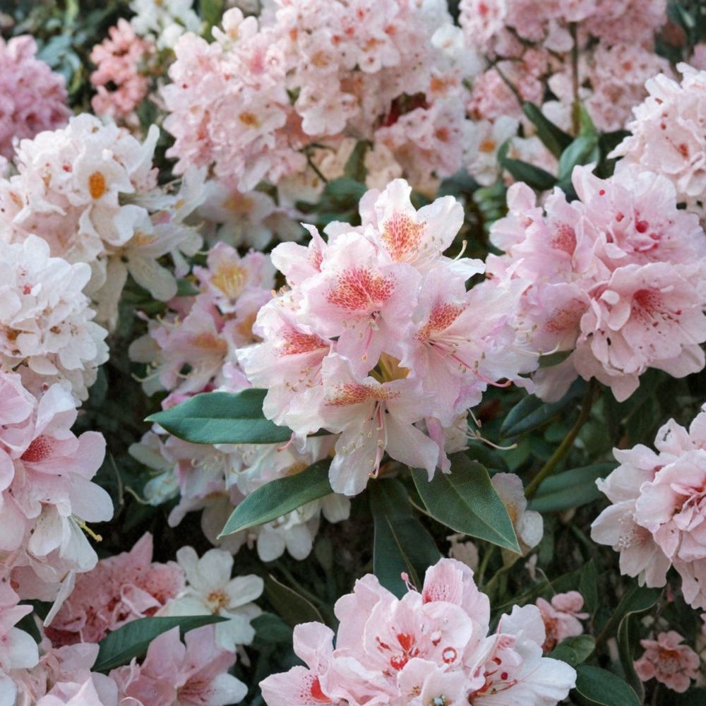 Rhododendron ‘Cunningham’s Blush’ – Evergreen Shrub with Pale Pink White Blooms | Cold Hardy 15–18 Inch Field Grown Plant