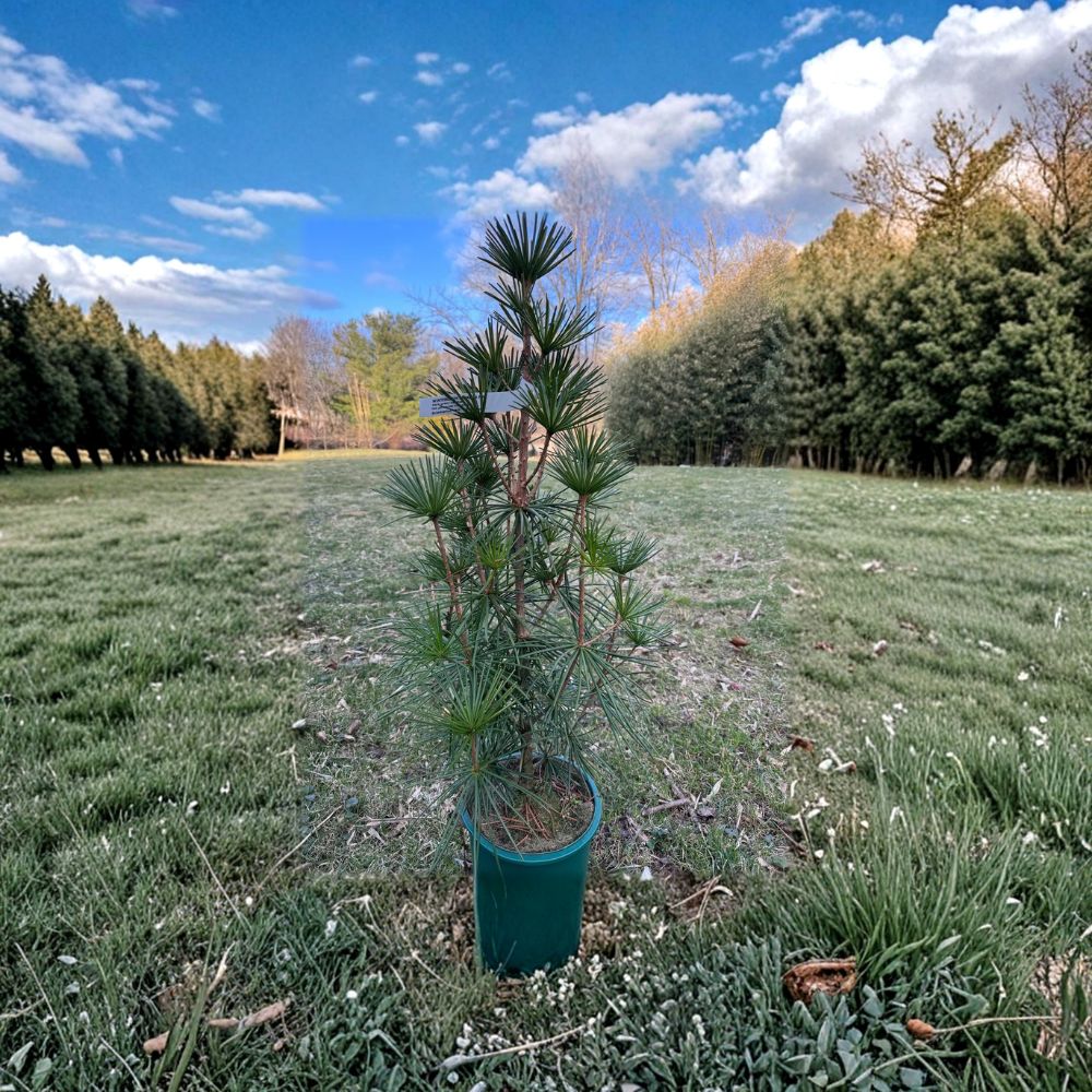 Wintergreen Japanese Umbrella Pine - Live Evergreen Conifer in 2 Gallon Pot | Sciadopitys verticillata