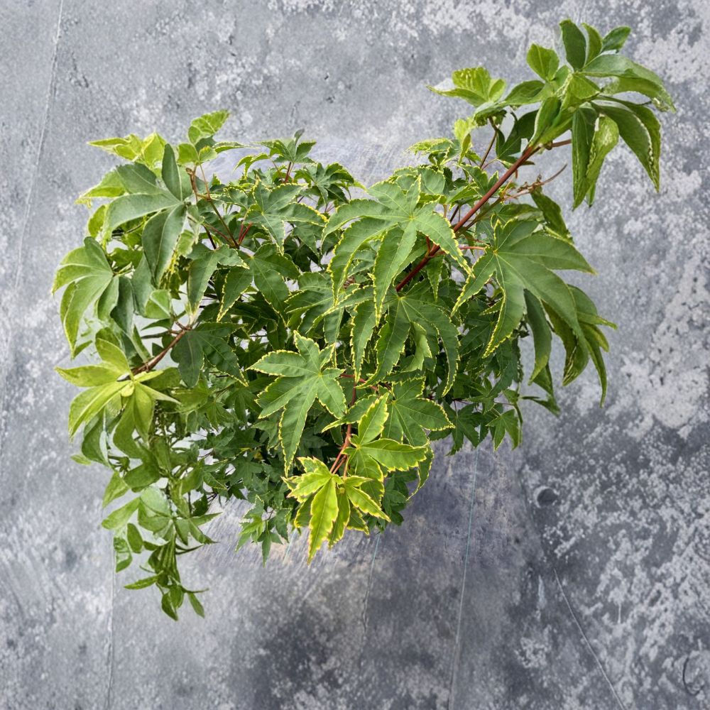 Acer palmatum ‘Sagara Nishiki’ – Yellow Variegated Japanese Maple Live Tree, 30–40 Inches Tall, #3 Container