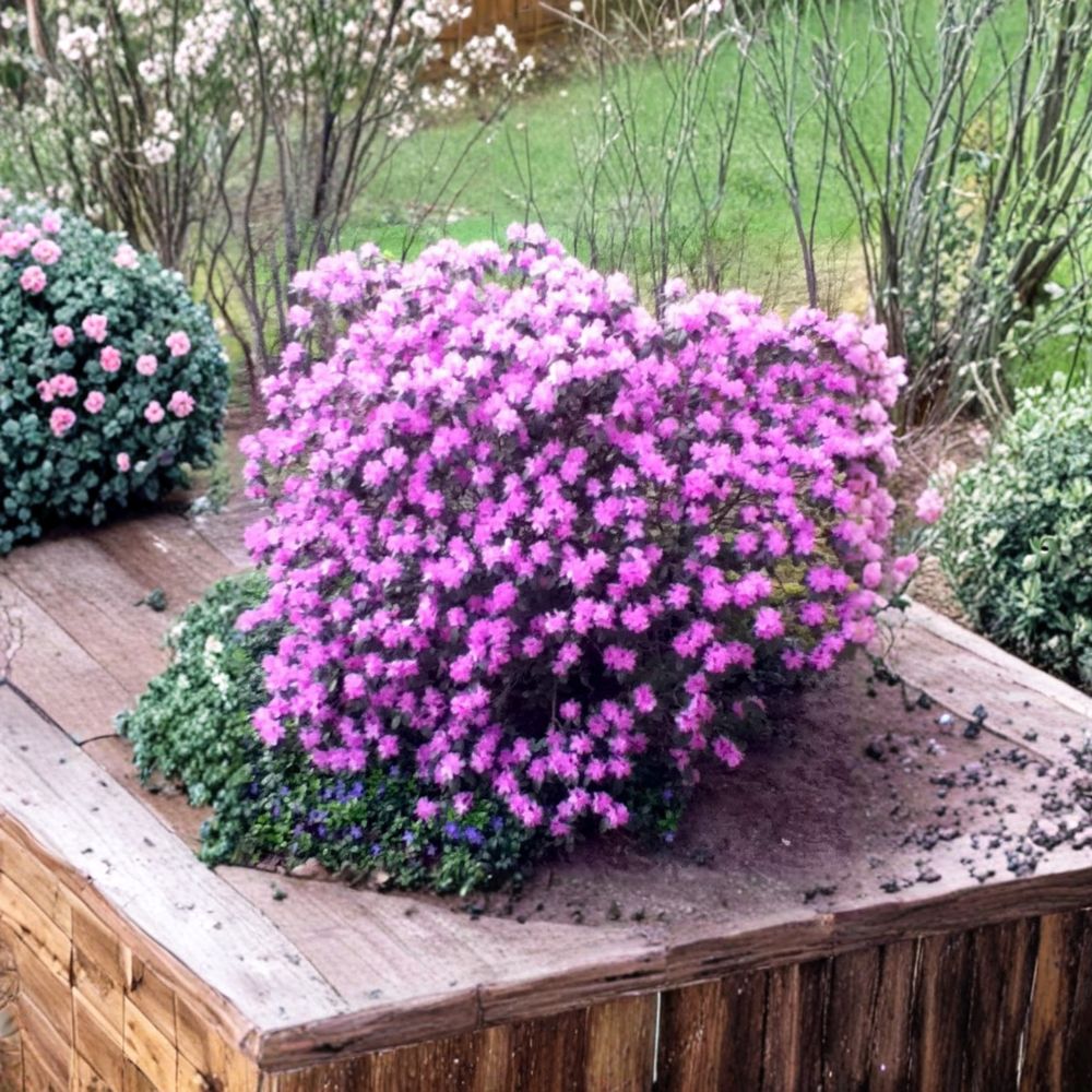 Rhododendron ‘PJM’ Live Evergreen Shrub | Lilac Purple Blooms | Cold Hardy Landscape Plant #3 Container