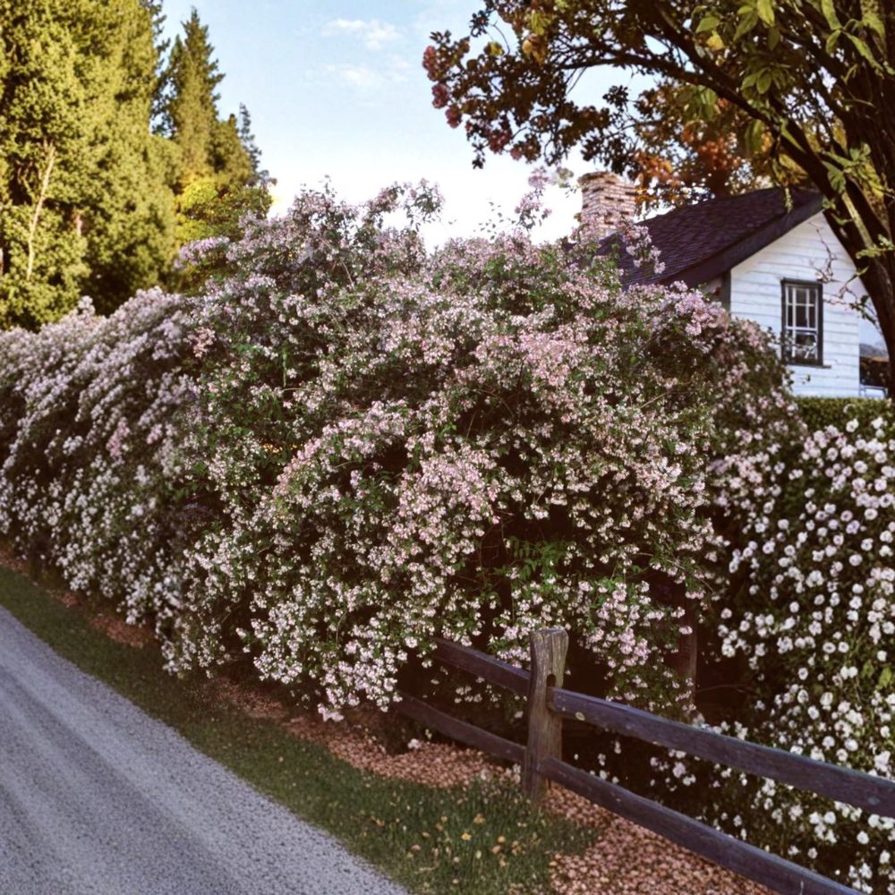 Beautybush Live Flowering Shrub | Kolkwitzia amabilis | 2 Gallon Pot | Pink Spring Blooms