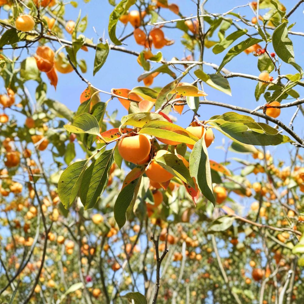 American Persimmon Tree – Diospyros virginiana Live Seedling in 1 Gallon Pot | Hardy Native Edible Fruit Tree