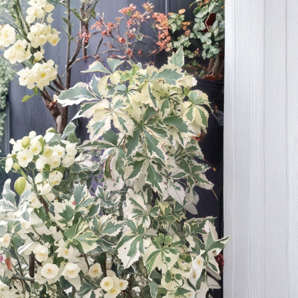 Variegated Fiveleaf Aralia - Eleutherococcus sieboldianus Live Shrub in 2 Gallon Pot