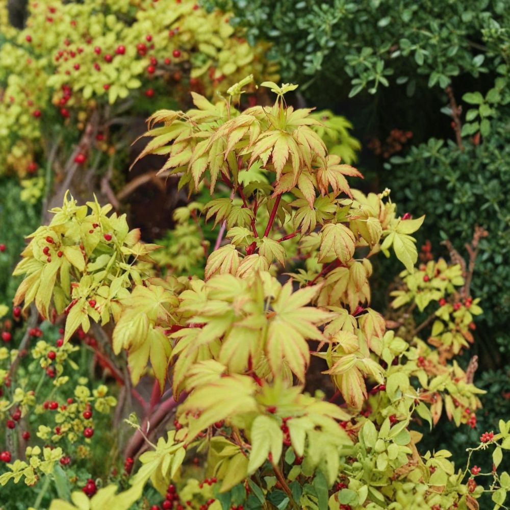 Sango Kaku Japanese Maple Tree – Acer palmatum ‘Sango Kaku’ Live Tree | Coral Bark Maple | 30–40 Inches Tall | #3 Container