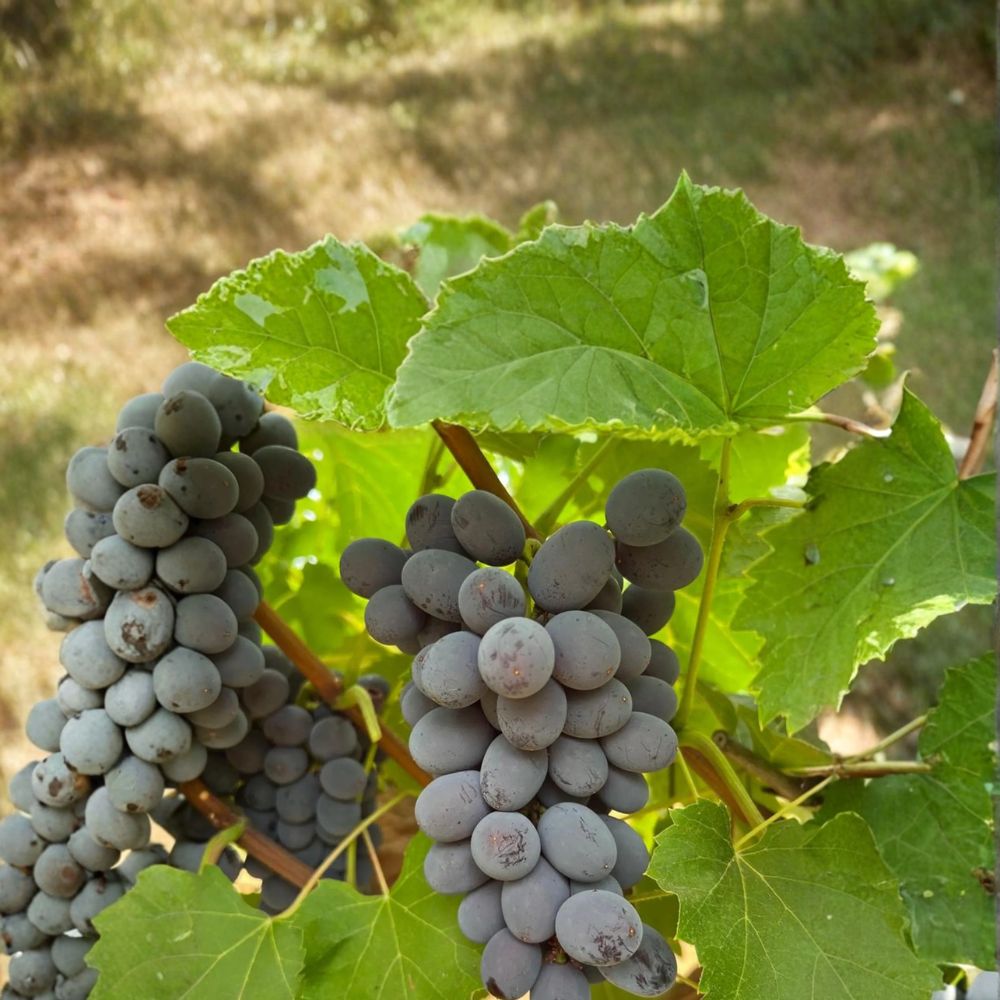 5 Jupiter Seedless Muscat Grape Cuttings – Vitis labrusca Live Propagation Cuttings | US Seller