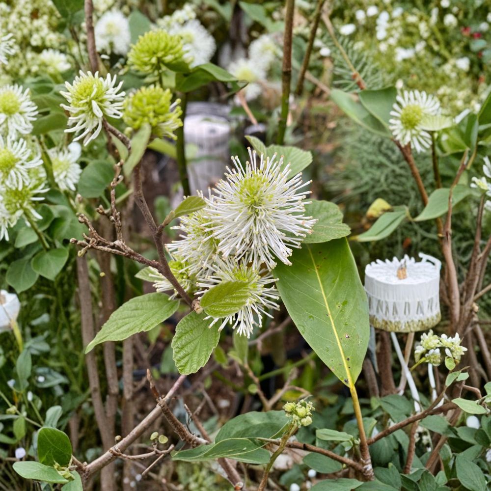Dwarf Fothergilla - Fragrant Native Shrub in 1 Gallon Pot | Deciduous Flowering Shrub with Spectacular Fall Color
