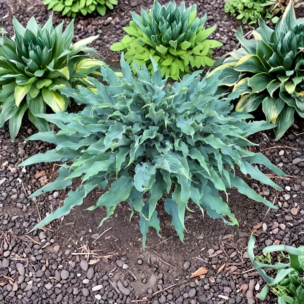 Wild Imagination Hosta - Bare Root Shade Perennial with Twisted Blue Ruffled Foliage