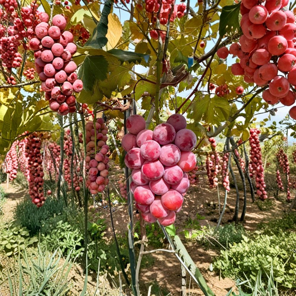 Nina Grape Vine – Live Bare Root Sweet Table Grape Plant for Backyard Vineyards