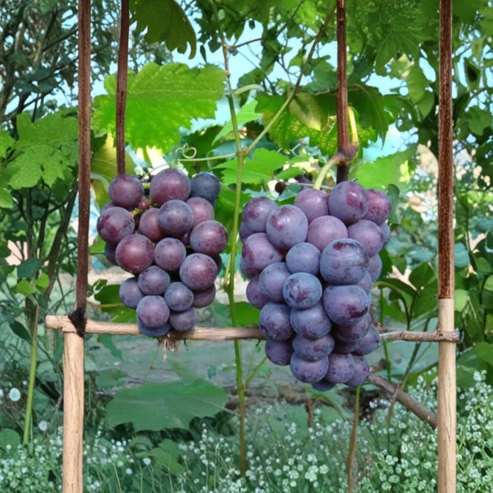 Giant Peak Grape Vine – Cold Hardy Bare Root Fruit Vine, 3 Feet Tall