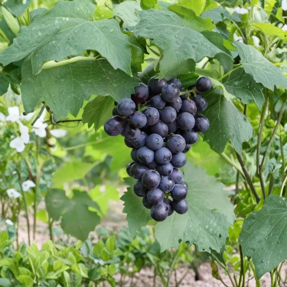 Summer Black Seedless Grape Vine – Live Bare Root Fruit Vine | Sweet Seedless Black Grapes