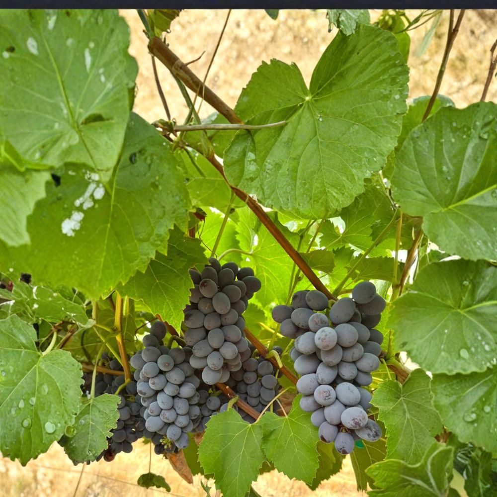 Jupiter Seedless Table Grape Plant – Sweet Muscat Seedless Grape Vine