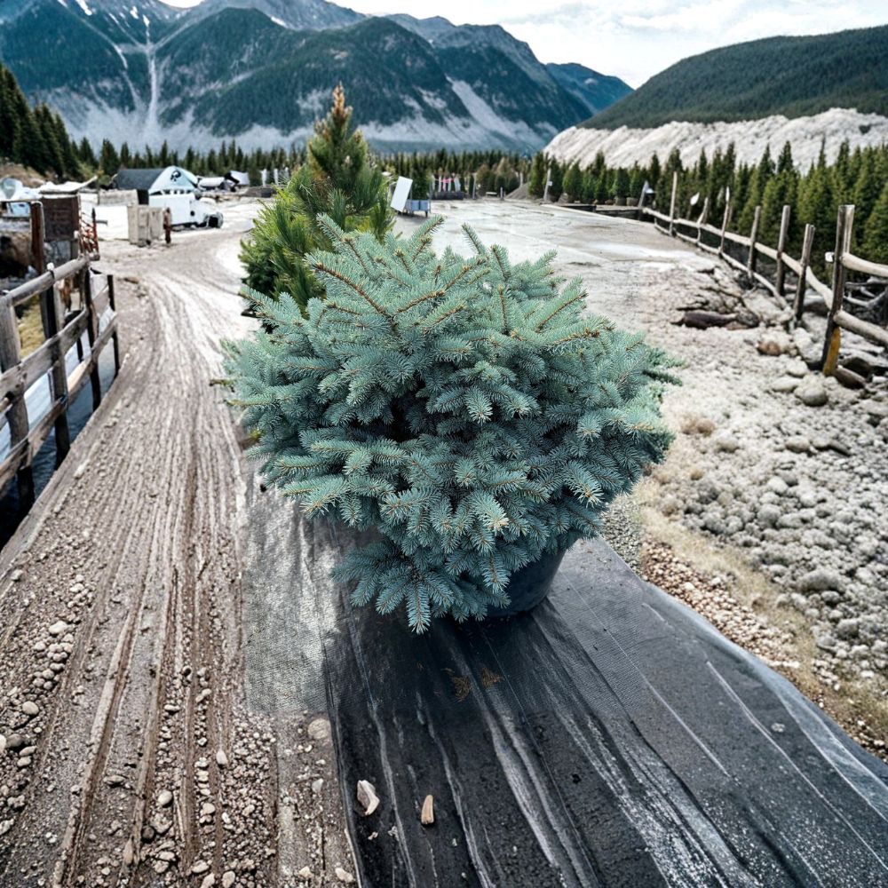 Globosa Colorado Blue Spruce – Dwarf Evergreen Conifer in 1 Gallon Pot