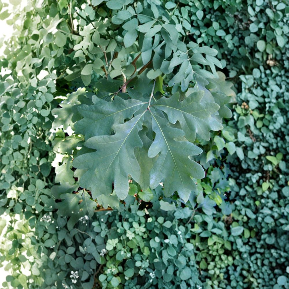 White Oak Tree (Quercus alba) – Live Native Shade Tree in 2 Gallon Pot