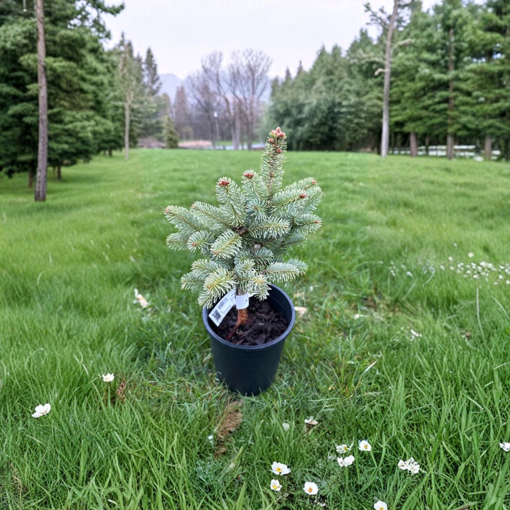 Abies lasiocarpa var. arizonica 'Glauca Compacta' – Arizona Corkbark Fir Live Plant | 10 Inches Tall | 1 Gallon Pot | Silvery Blue Evergreen Conifer