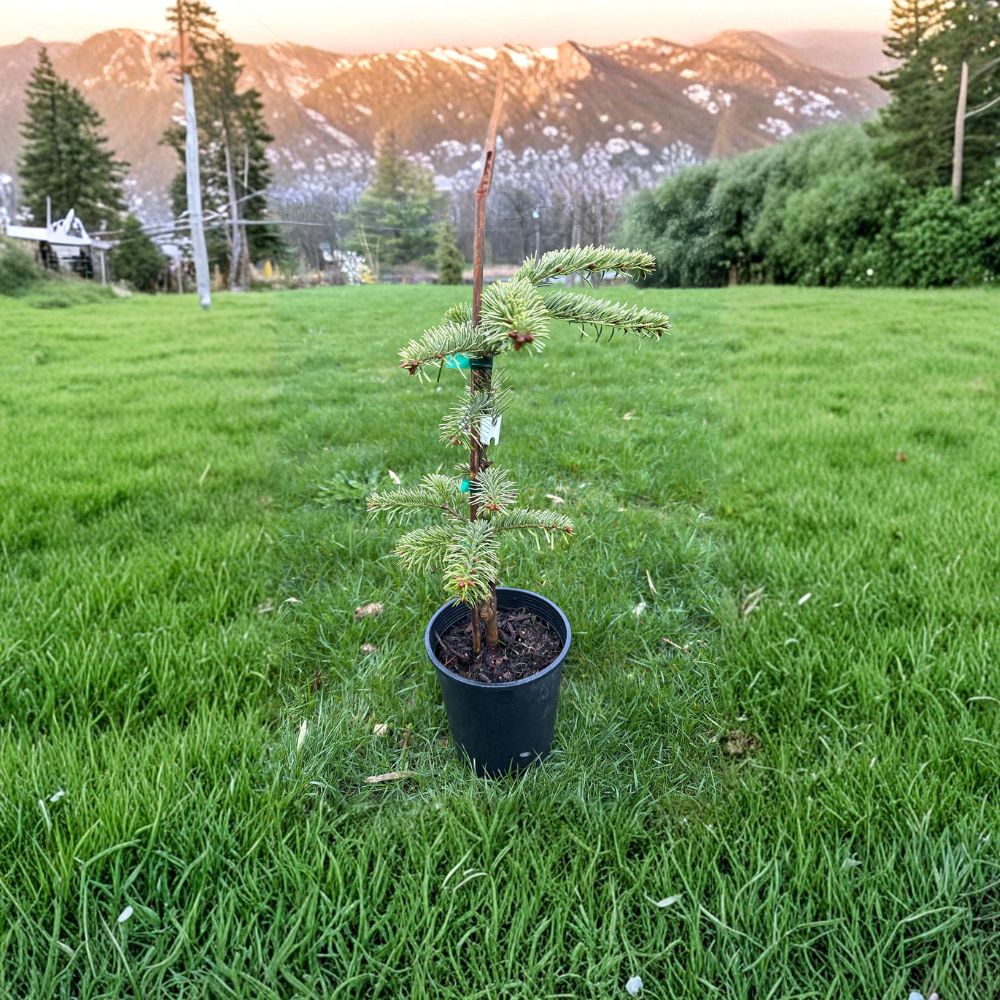 Abies nordmanniana 'Silver Del' – 12 Inch Nordmann Fir Live Plant in 1 Gallon Pot