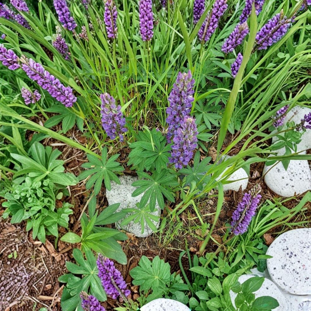 Lupinus perennis – Alaska Wild Lupine Live Roots | 5 Dormant Root Sections | Nitrogen Fixing Perennial