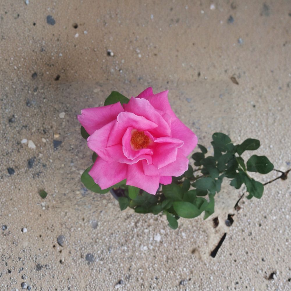 Perfume Delight Hybrid Tea Rose - Fragrant Pink Rose Bush 3 Gallon Plant