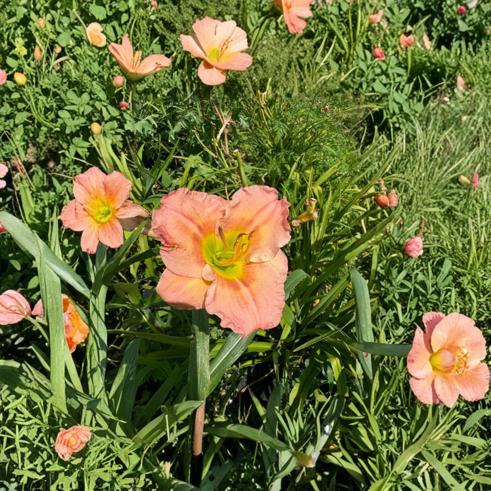 Hemerocallis 'Chorus Line' Daylily – 3 Bare Root Plants | Hardy Perennial Flower