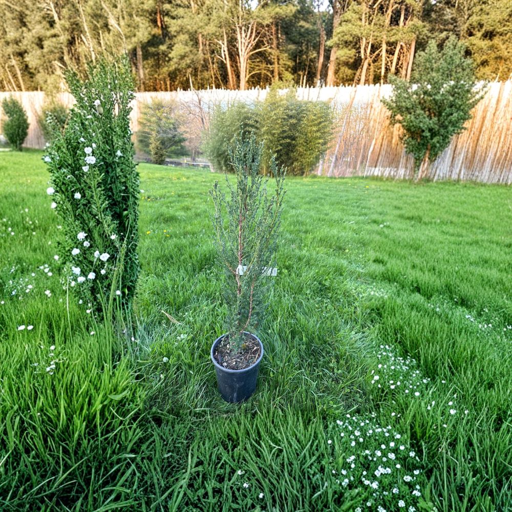Juniperus scopulorum 'Blue Arrow' – 12 Inch Rocky Mountain Juniper in 1 Gallon Pot