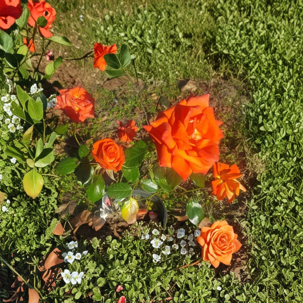 Marina Rose – Rosa Floribunda Live Rose Bush | 5 Gallon | Everblooming Salmon Orange Flowers