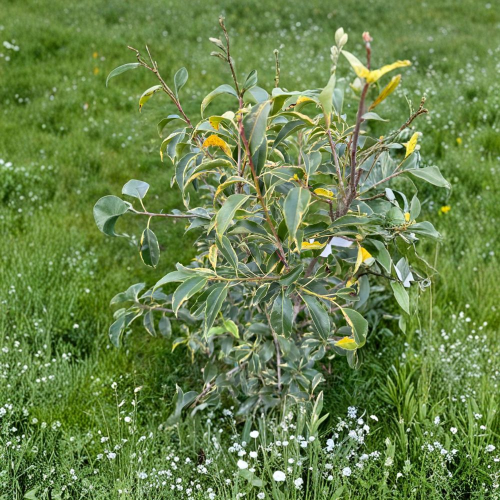 Ilex pedunculosa 'Frosty Morn' – Variegated Longstalk Holly Live Plant in 2 Gallon Pot