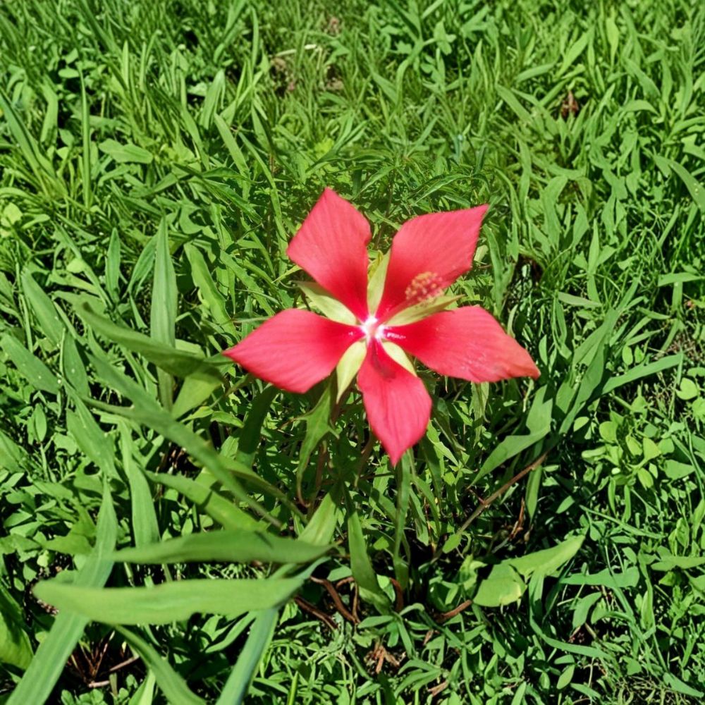 Texas Star Hibiscus Live Plant - Hibiscus coccineus 2 Gallon with Healthy Roots