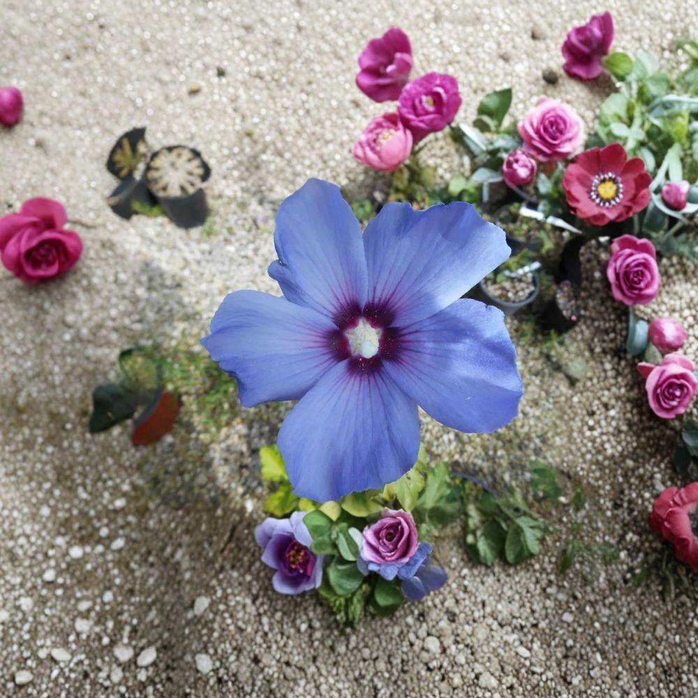 Bluebird Rose of Sharon – Hibiscus syriacus Live Plant in 2 Gallon Pot with Blue-Violet Blooms
