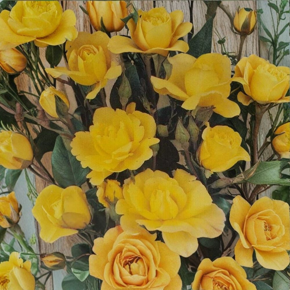 Climbing Golden Shower Rose – Daffodil Yellow Live Bush Plant | 1 Gallon Size | Everblooming Climbing Rose