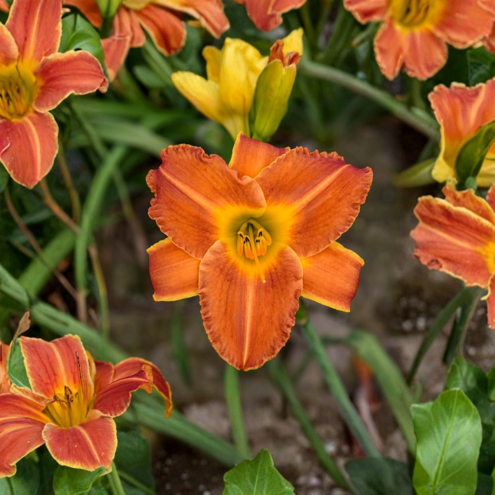 Hemerocallis 'Bright Sunset' Daylily – 3 Bare Root Plants | Fragrant Orange Blooms | Hardy Perennial