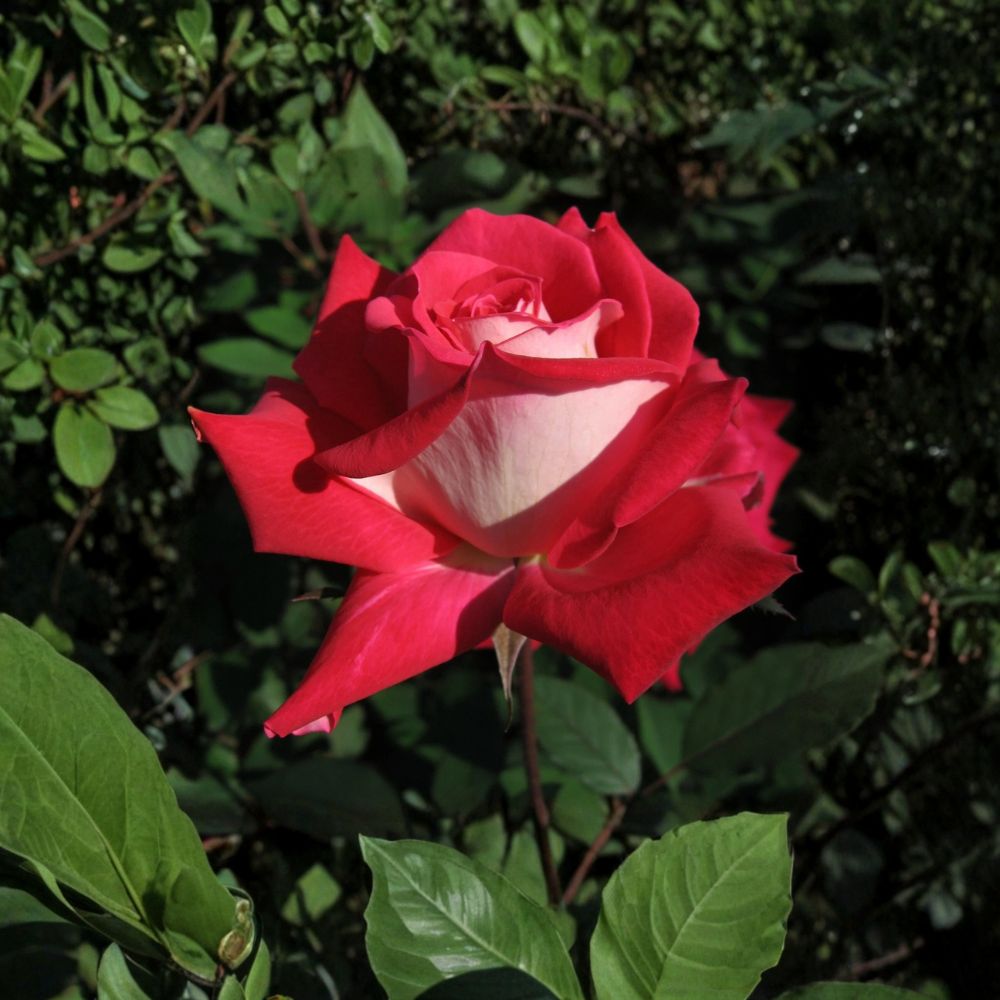 Love Rose – Rosa Grandiflora Live Plant | 2 Gallon | Ruby Red & White Fragrant Blooms