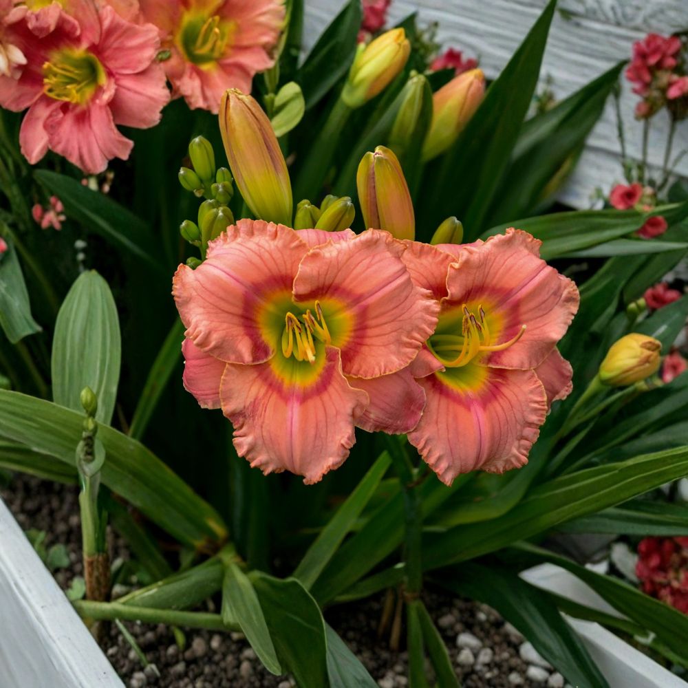 Hemerocallis 'Elegant Candy' Daylily – 3 Bare Root Plants with Fragrant Pink Blooms and Red Eye