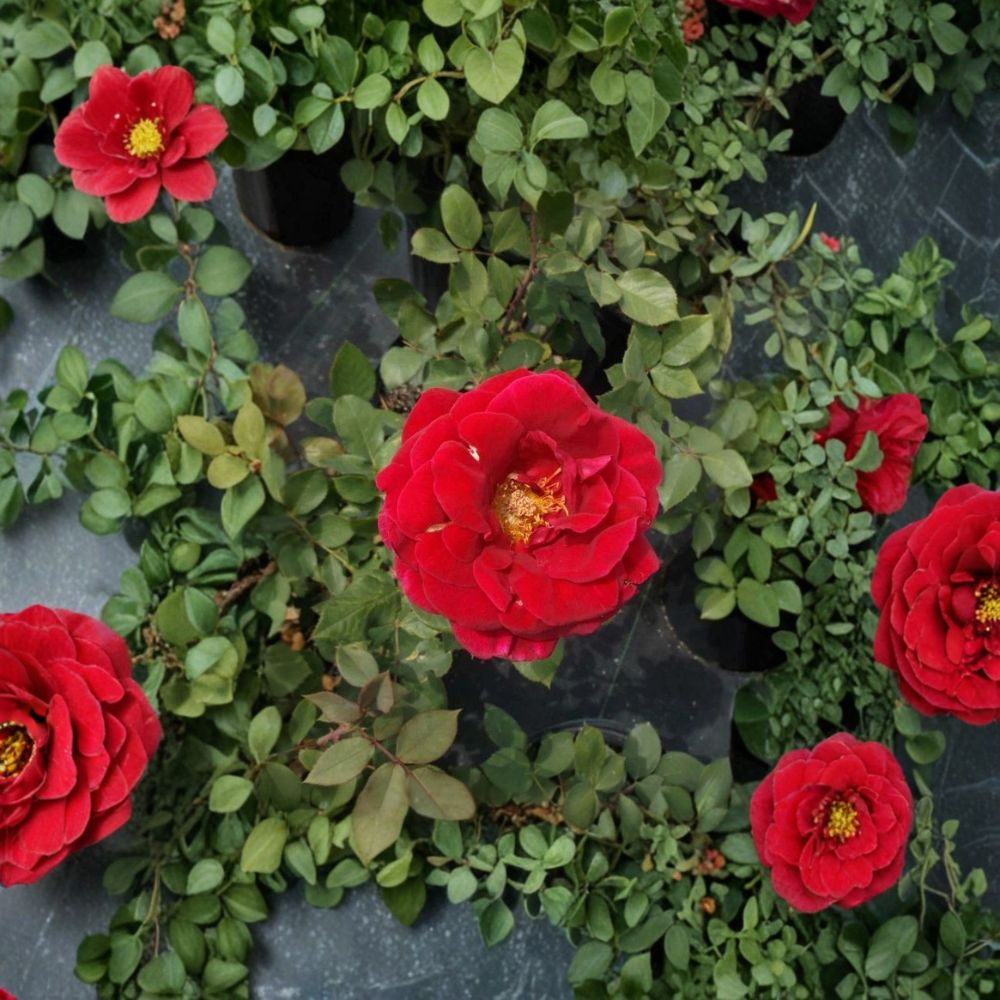 Mr. Lincoln Rose – Rosa Hybrid Tea Live Plant | 3 Gallon Size | Deep Red Fragrant Blooms